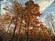 Fall Foliage at Dusk 3 Photograph by Onedayoneimage Photography