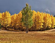 Fall Green and Gold Photograph by Bob Falcone