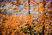 Fall Splendour 4 Photograph by Ursula Abresch