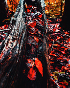 Fallen Photograph by Rich Kovach