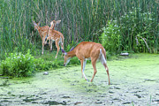 Fawn Frolic Photograph by Sunniye Buesing