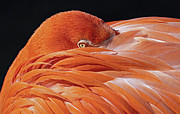 Feather Pillow Photograph by Gina Fitzhugh