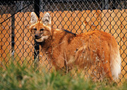 Female Mained Wolf - Wolf Sanctuary Photograph by Robert Niemeier