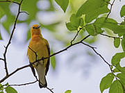 Female Oriole Photograph by Gina Fitzhugh