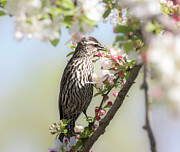 Female Red Winged Blackbird On Spring Blossoms Photograph by Dan Sproul