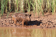 Feral Hog #1 Photograph by Steve Templeton