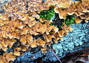 Festive Fungus Photograph by Steven Nelson