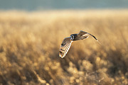 Field of Gold Photograph by James Overesch