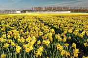 Field of Yellow Daffodils Photograph by Craig A Walker