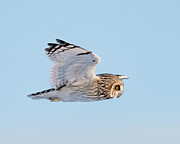 Fierce Hunter Photograph by James Overesch