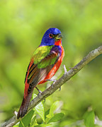 Finding Shade Photograph by Gina Fitzhugh