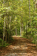 First Day of Fall Glows Photograph by Charles Floyd