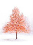 First Snow Photograph by Kevin Schwalbe