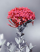 Flame of the Woods 1 Photograph by Gian Smith