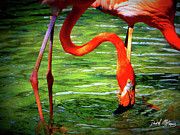 Flamingo Photograph by David McKinney