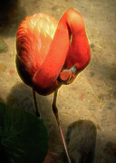 Flamingo No. 2 Photograph by Dodie Ross