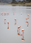Flamingo Reflections Photograph by David Hart