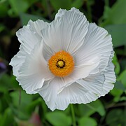 Floral Abstract 20 Digital Art by William Gunn