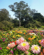 Floral Overload Photograph by Louis Raphael