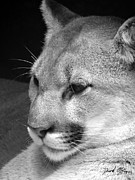 North American Cougar Photograph by David McKinney