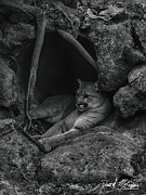 North American Cougar 2 Photograph by David McKinney