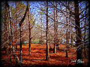 Florida Wetlands Wakodahatchee 1 Photograph by David McKinney