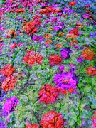 Flower bed - lichen on a tree texture Digital Art by Bruce Block