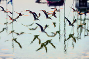 Flying Black Skimmers and reflections Digital Art by Bruce Block
