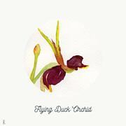 Flying Duck Orchid, Caleana Major Plant Painting by Elizabeth Reich