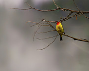 Foggy Morning Photograph by Jim E Johnson