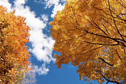 Foliage and Sky Photograph by Craig A Walker