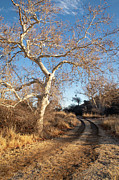 Follow the Road by the Sycamore Tree Photograph by Mary Lee Dereske