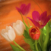 For The Love Of Tulips Photograph by Dodie Ross