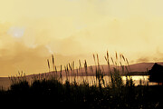 Foreign Shore Digital Art by Gina Harrison