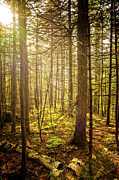 Forest Flare Photograph by Jeff Sinon
