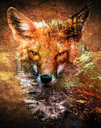 Forest Fox Double Exposure Photograph by Dan Sproul