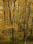 Forest Of Gold Photograph by Dodie Ross