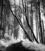 Forest Path BW Photograph by Kevin Schwalbe