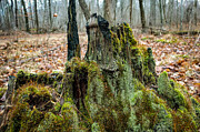 Forest Remnants Mossy Stump in Late Autumn Photograph by Travel Essayist