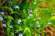 Forget Me Not Photograph by Tatiana Travelways
