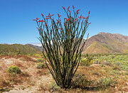 Fouquieria splendens Photograph by Joe Schofield
