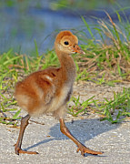 Four Day Old Strut Photograph by Gina Fitzhugh