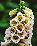 Foxglove Digitalis Purpurea 'Dalmatian Cream' Photograph by Abigail Diane Photography