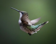 Free Falling Photograph by James Overesch