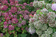 French Hydrangeas Photograph by Lisa Chorny