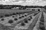 French Lavender Farm PA BW Photograph by Susan Candelario