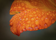 Fresh Rain Photograph by Kevin Schwalbe