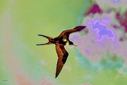 Frigate bird in the sky Digital Art by Bruce Block