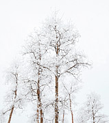 Frosted White Aspens Photograph by Rebecca Herranen