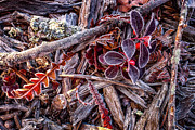 Frosty Morning Photograph by Jeff Sinon